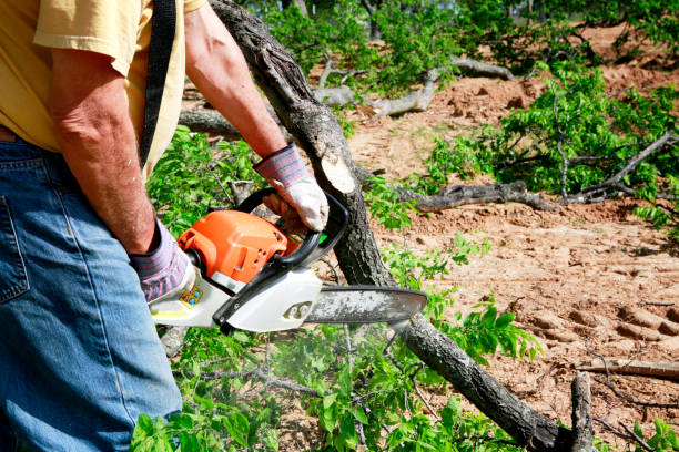 Emergency Storm Tree Removal in Gaston, SC